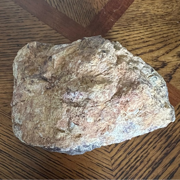 Rare Petrified Palm Root Fossil Stone California Home Decor Display Rock - Picture 6 of 15